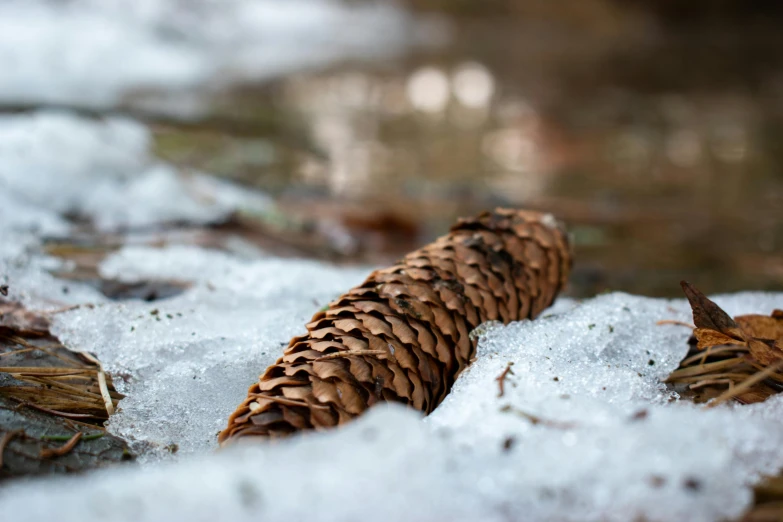 there is snow on the ground and two pine cones