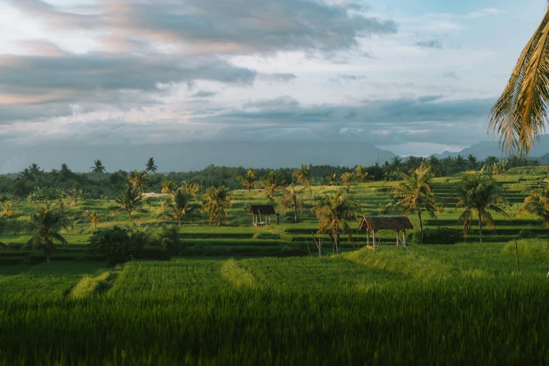 a field with houses, palm trees, and mountains