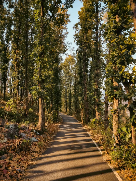 a path in the middle of some trees