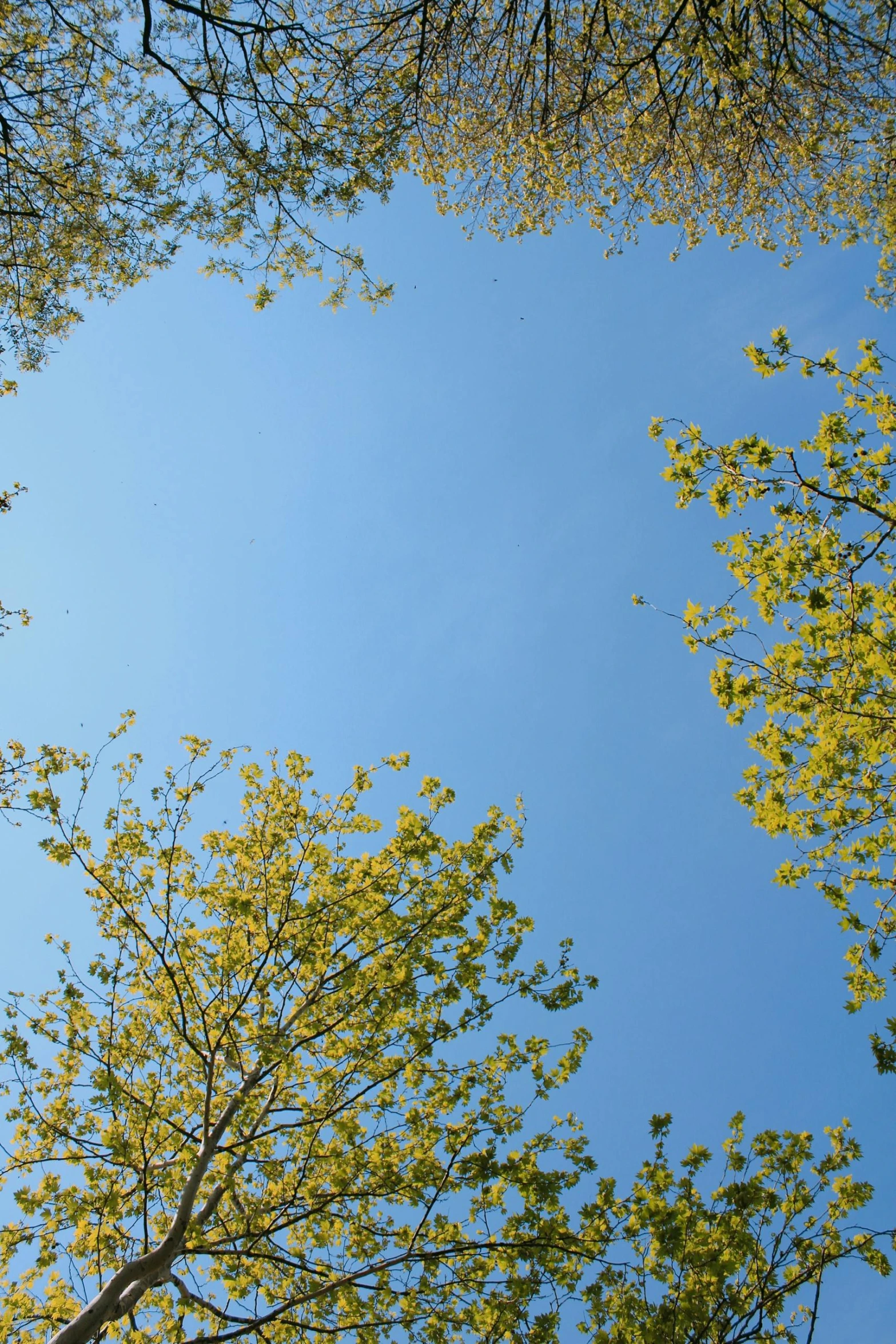 the top of several trees looking up in the sky