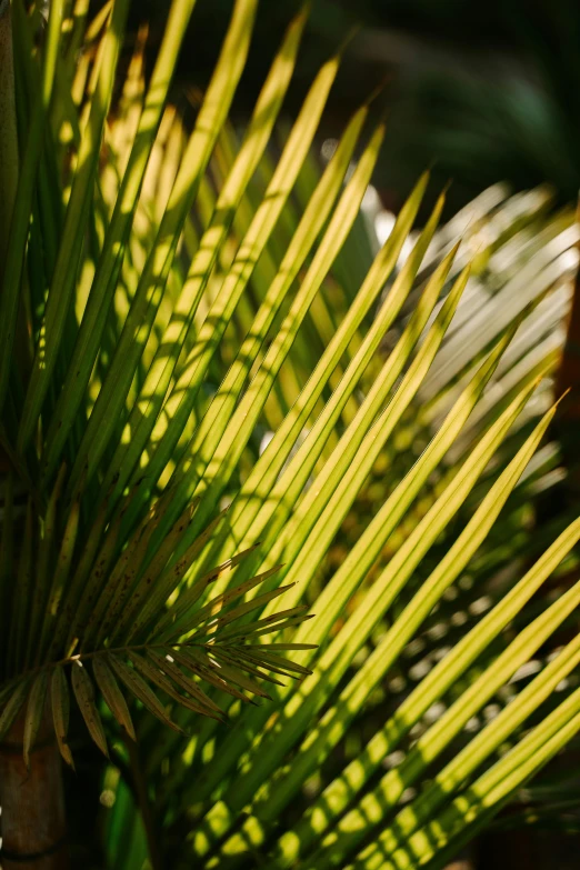 closeup view of the leaves of a tree