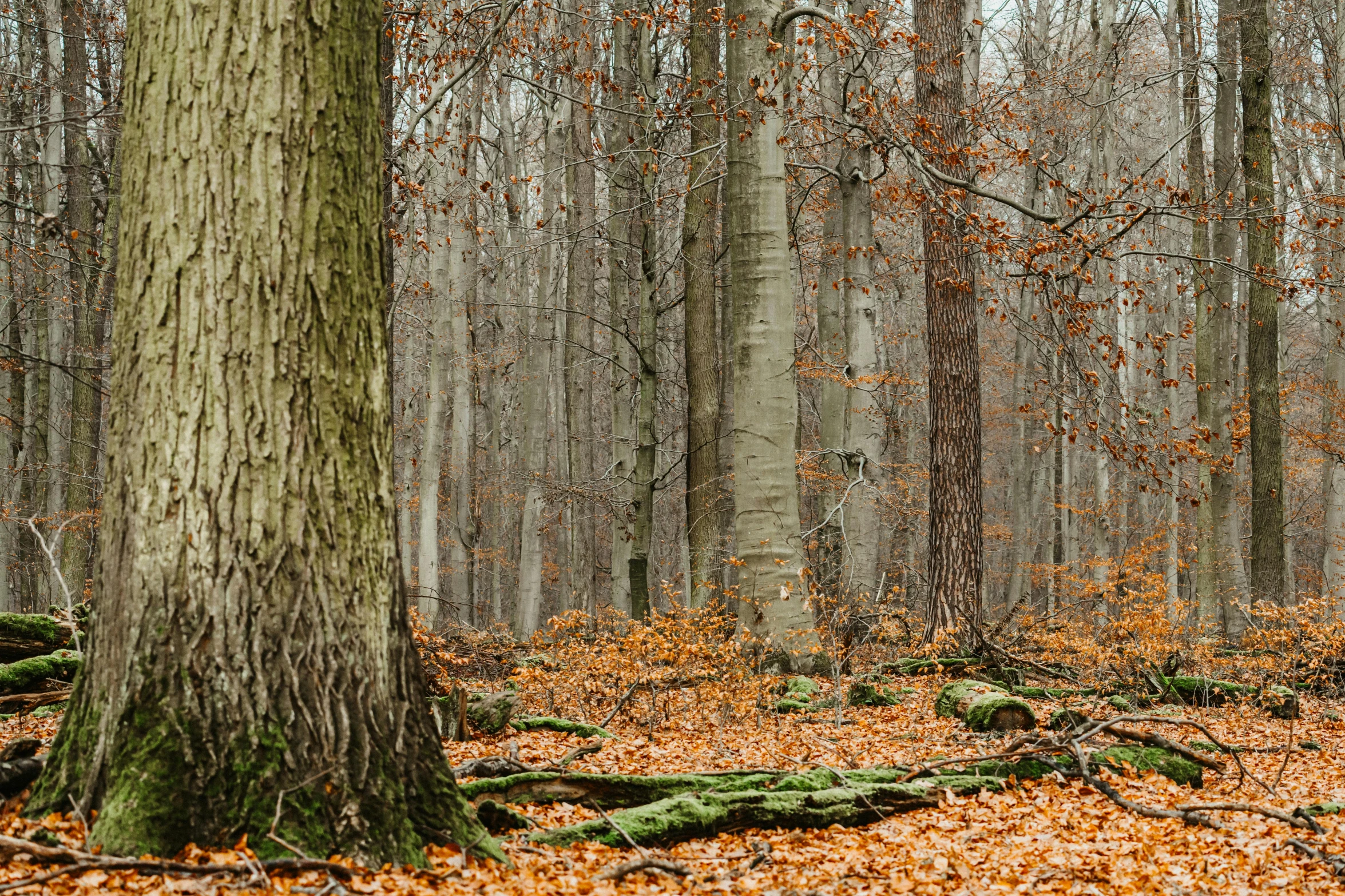 a thick forest with fallen leaves on the ground