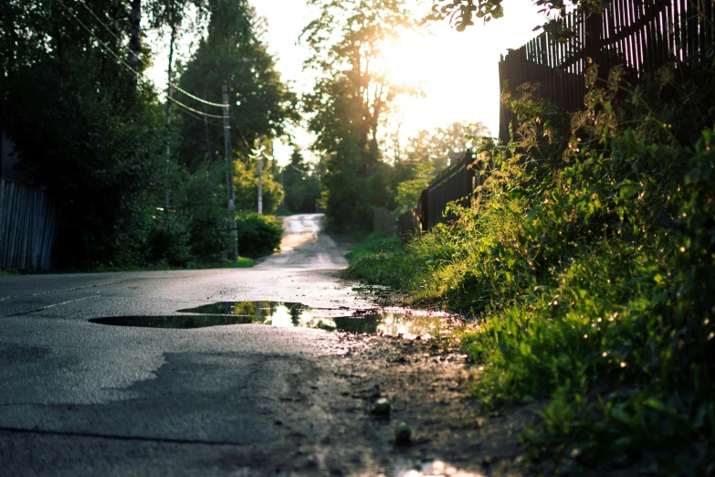 an unpaved road with dles in the street and trees on either side