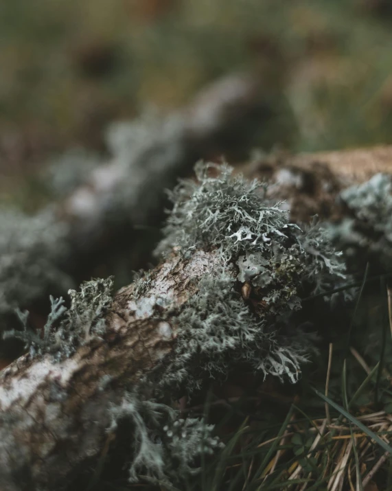 the moss is growing on the tree in the woods