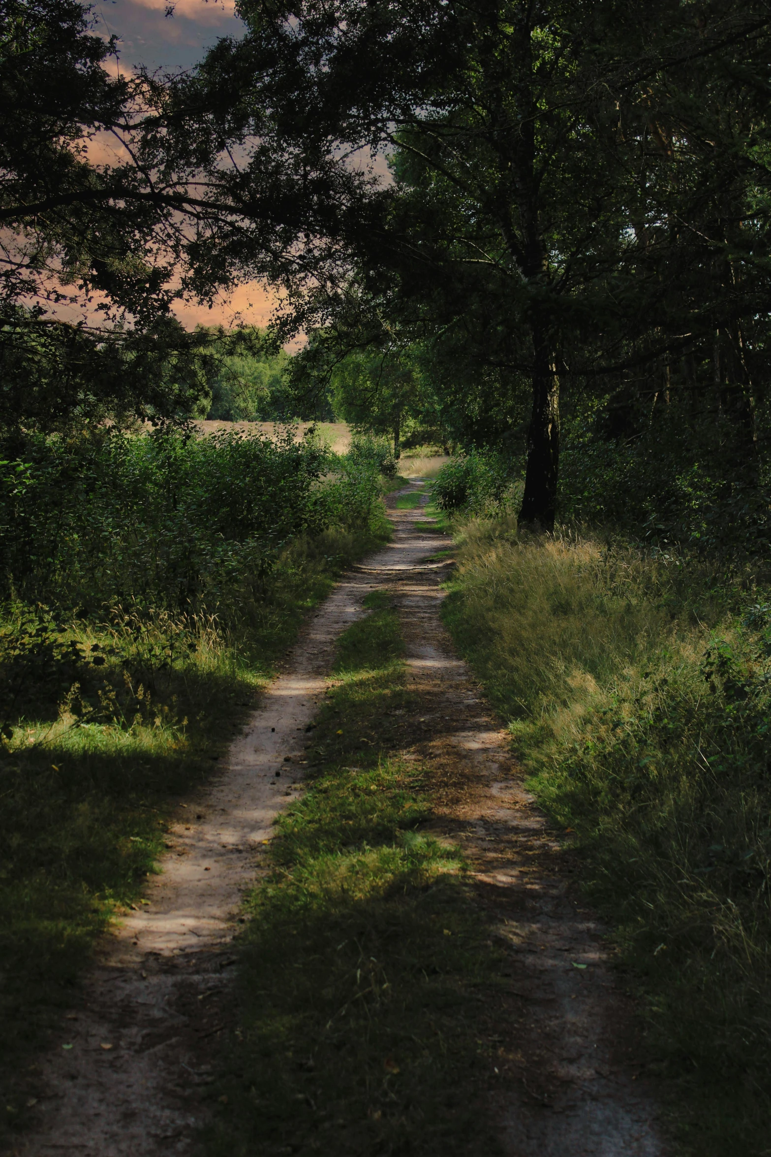 a po of a path in the woods at dusk