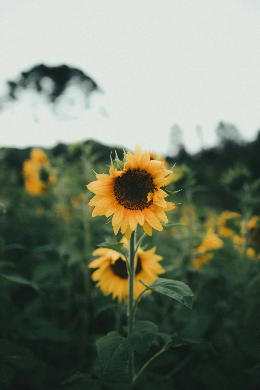 a field of sunflowers on a sunny day