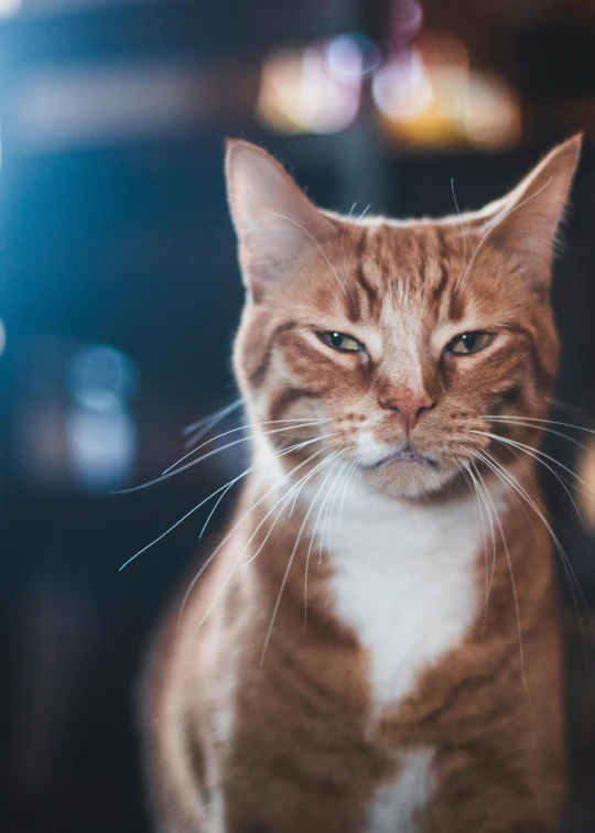 a cat sitting in a car looking angry