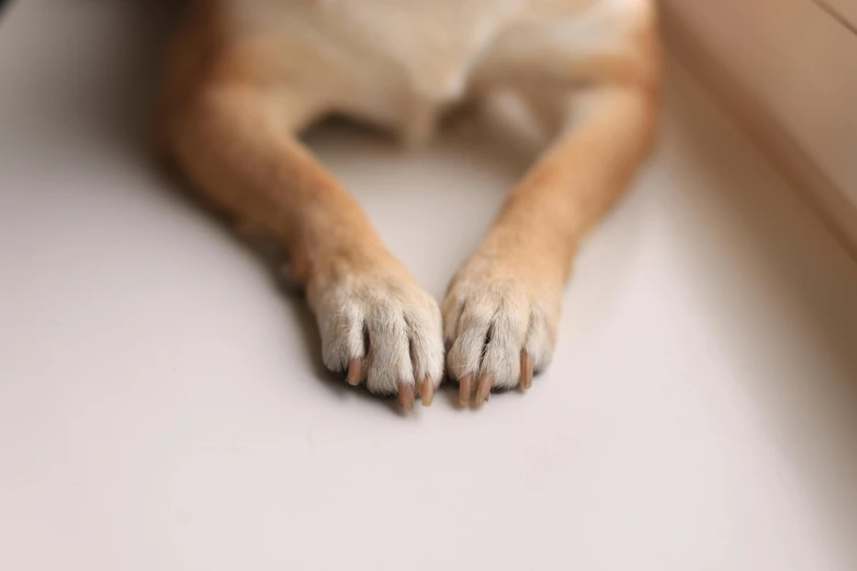 the dog's paw is stretched out for a hug