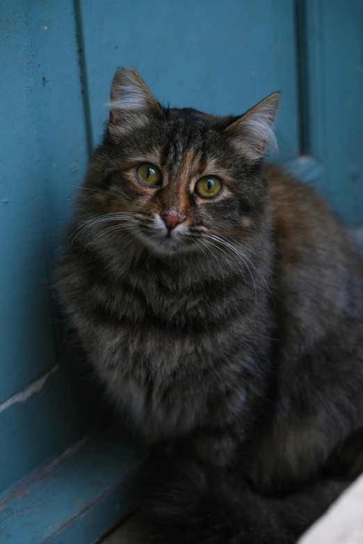 a gray and black cat sitting on a door outside