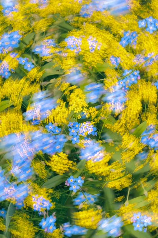 a field of blue and yellow flowers on a sunny day