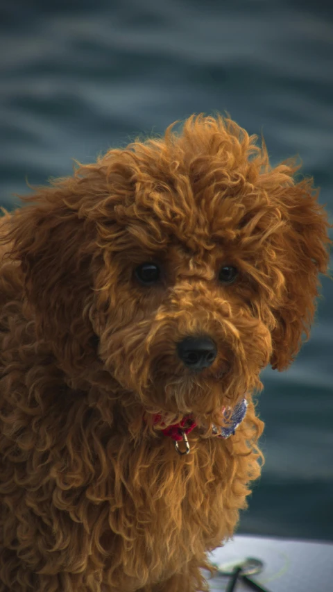 the small brown dog is standing next to the water