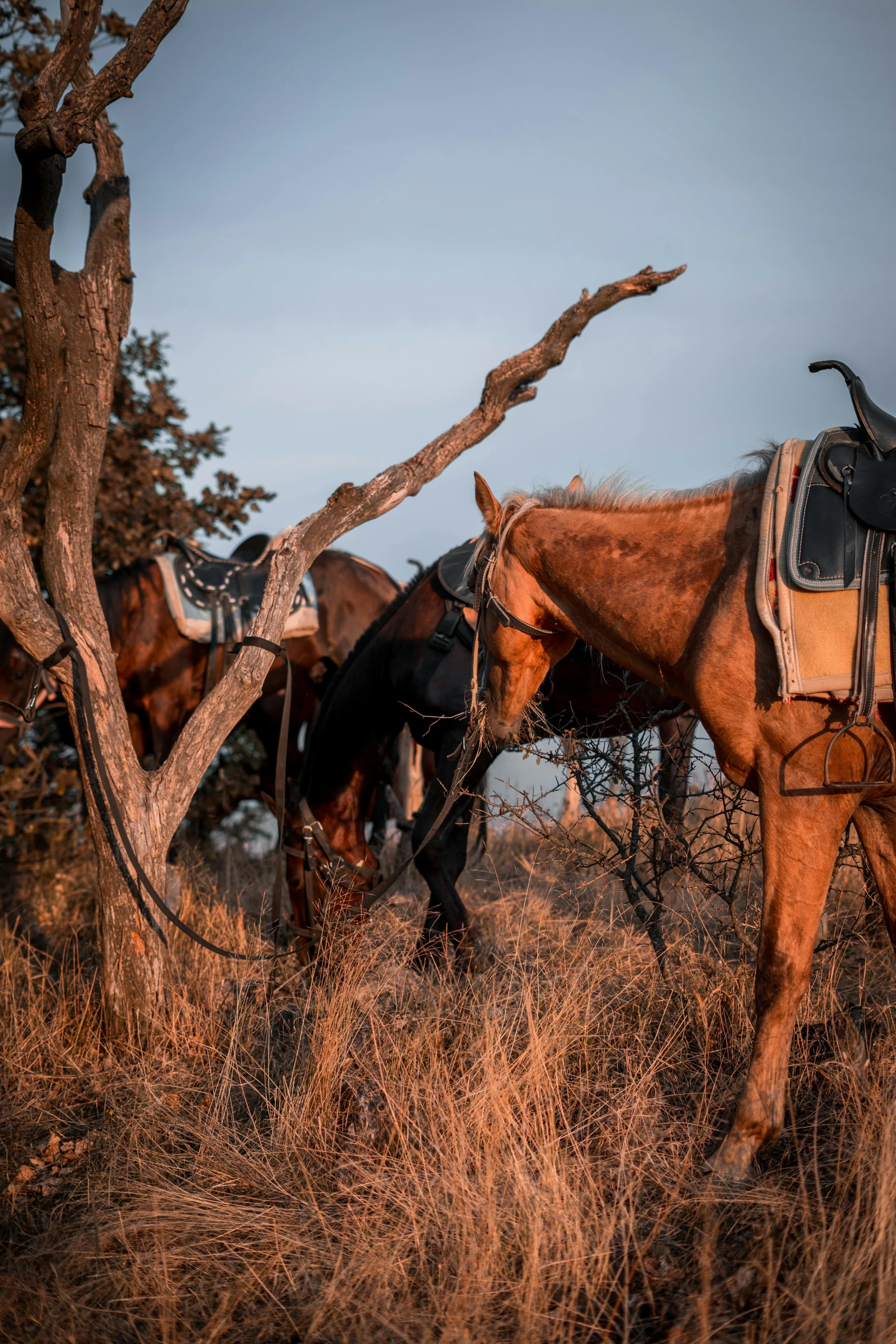 two horses standing in a field next to a tree