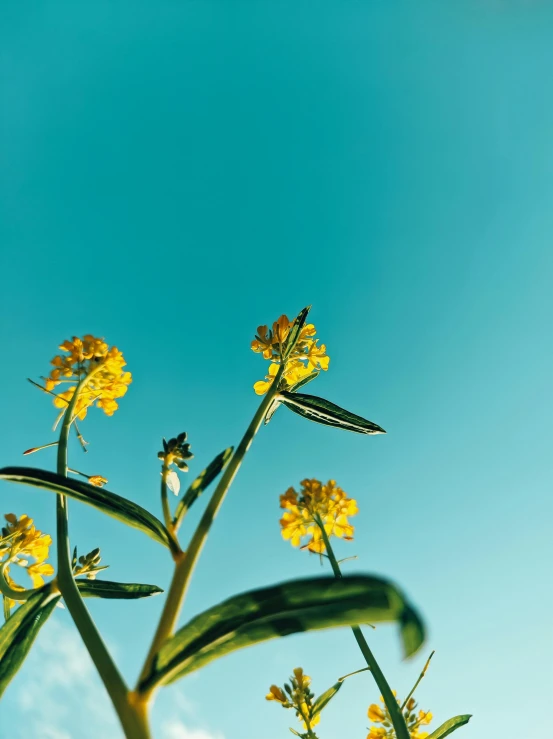 a bug resting on some yellow flowers while looking up