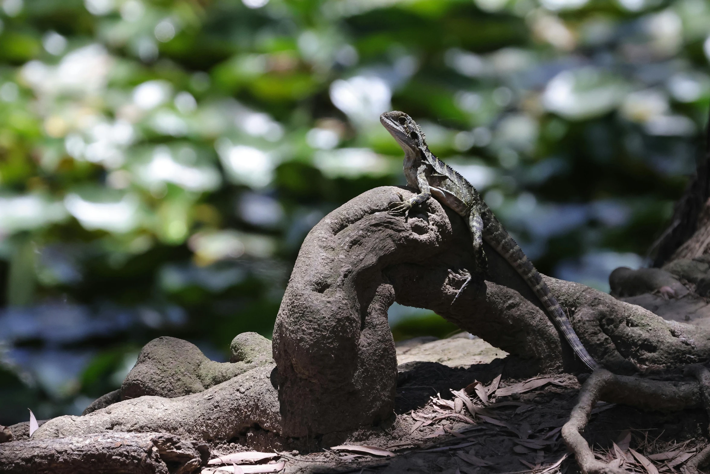 the dragon is perched on the rock near the tree