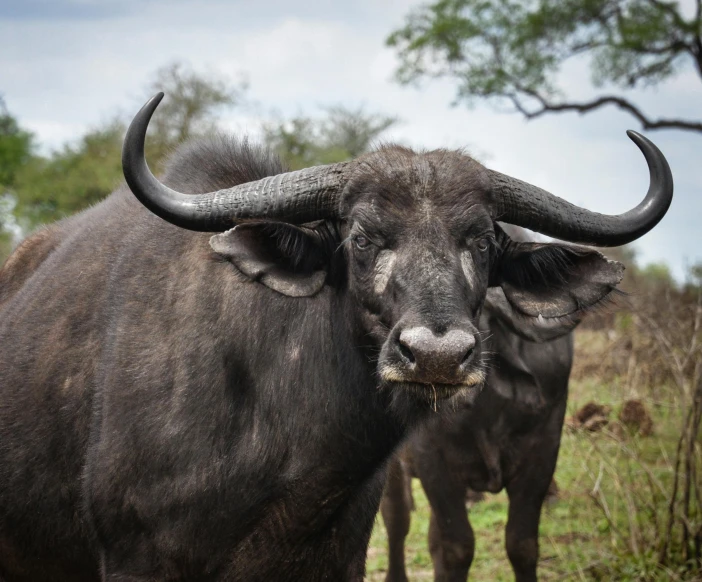 two black animals are looking into the camera