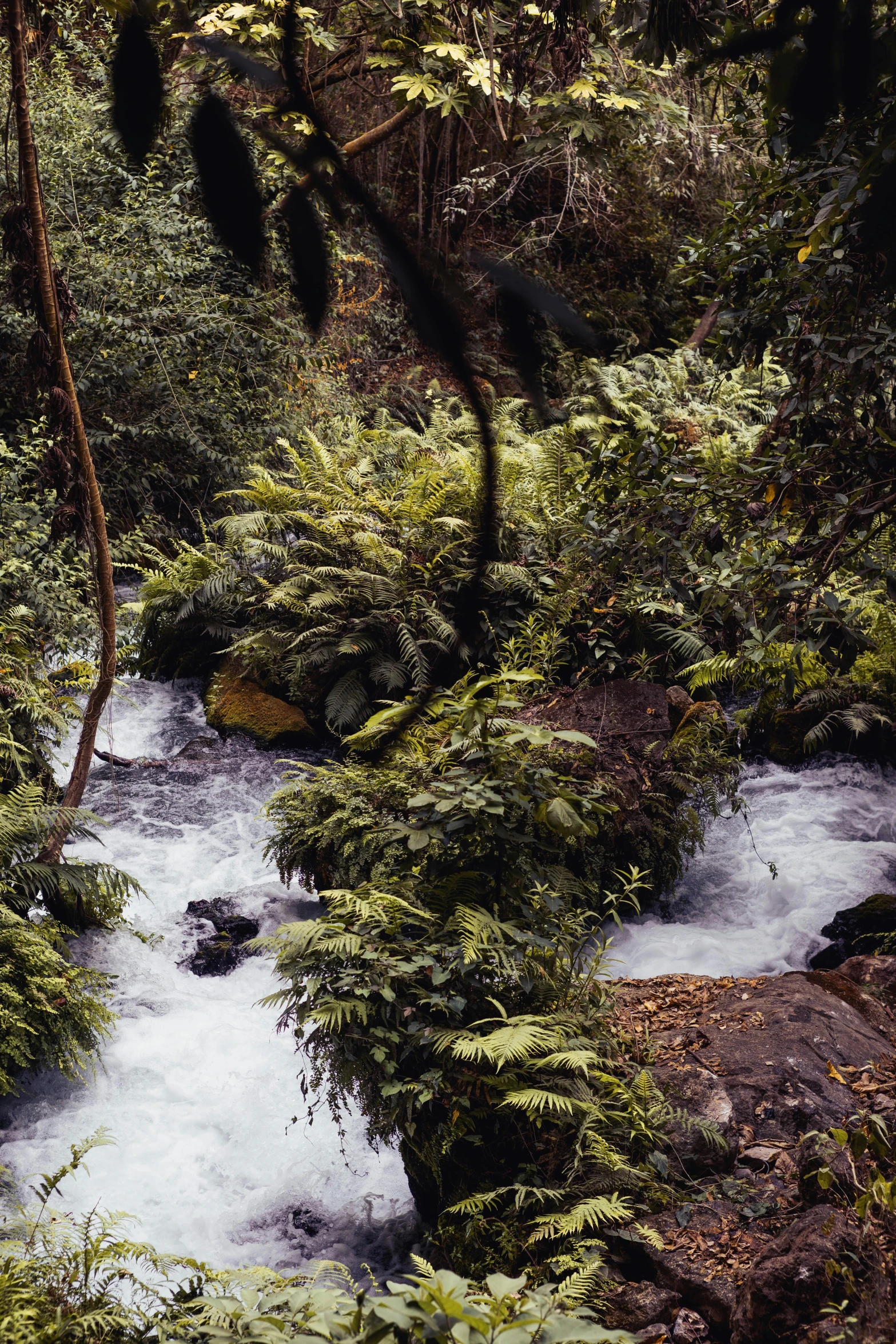 a stream that is running through some greenery