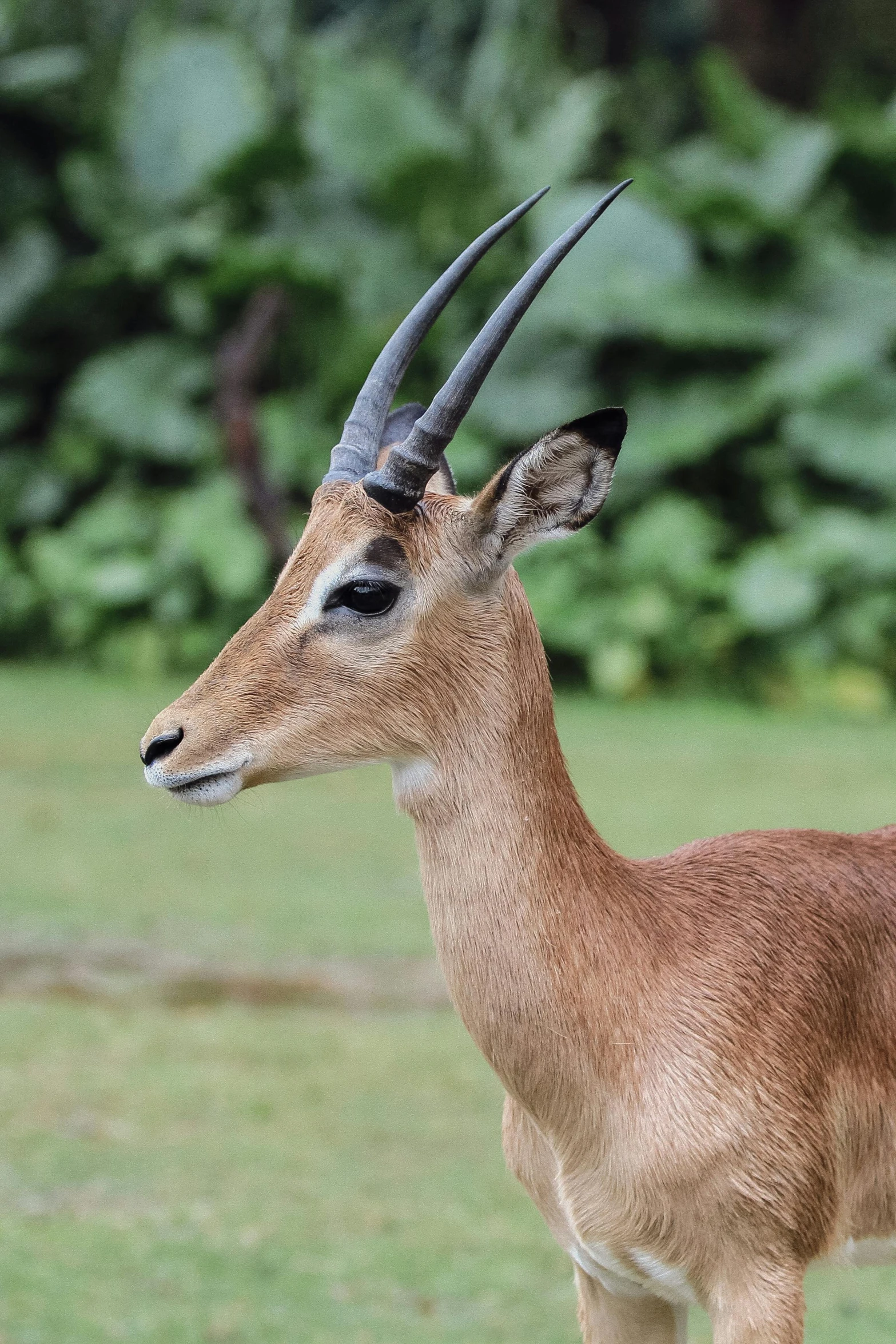 a gazelle standing on top of a lush green field