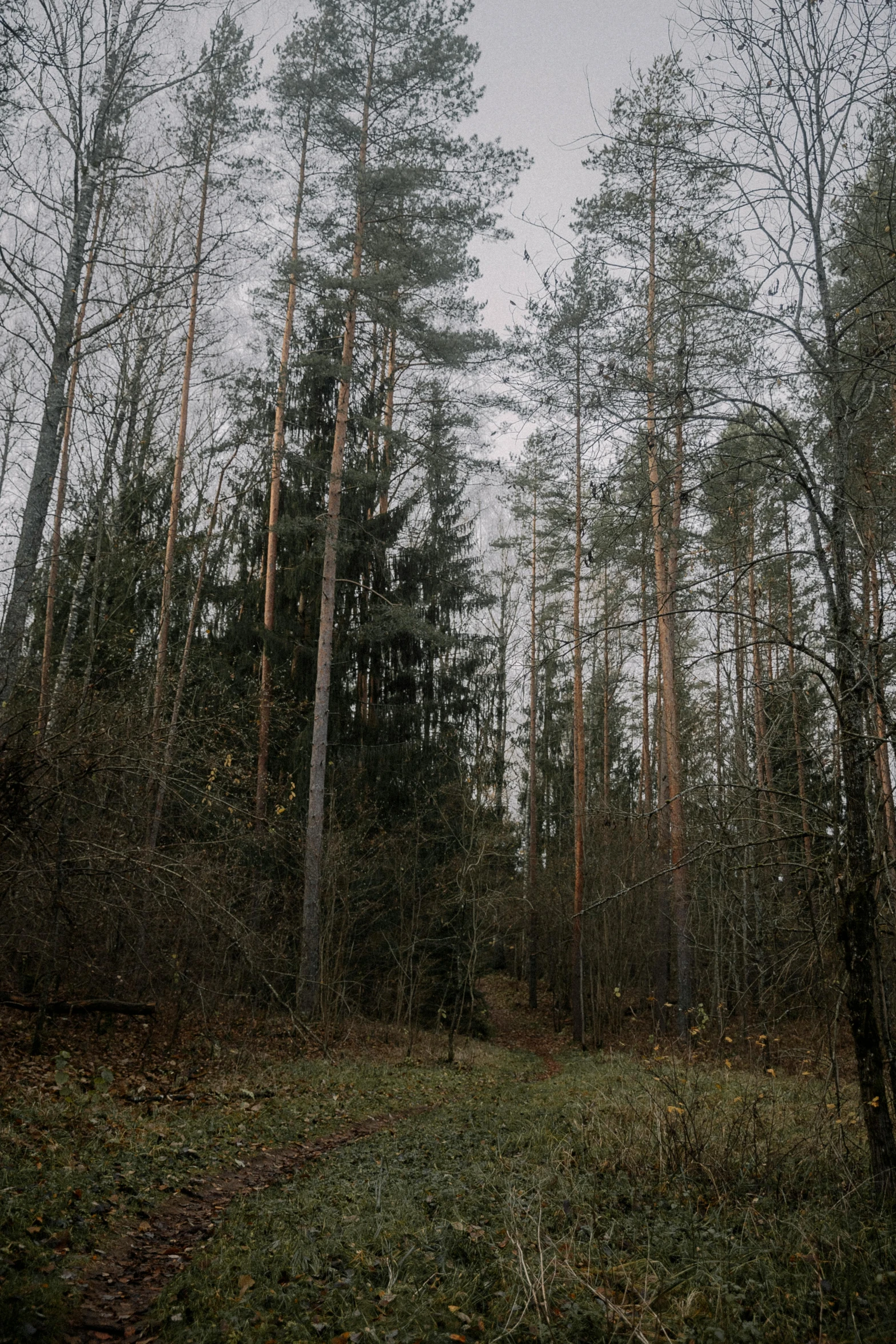 some trees grass and bushes and one has a stop sign