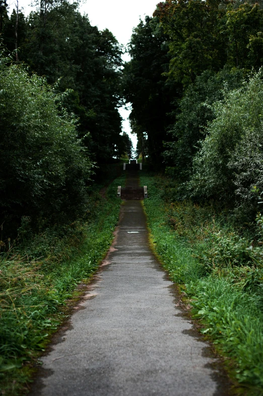 some trees bushes and road grass and one person