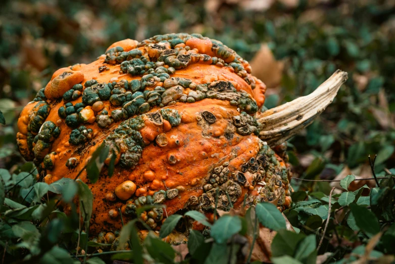 a pumpkin is covered with many bugs crawling around it