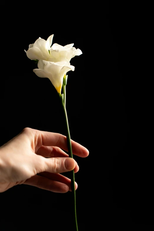 someone is holding a white flower in their hand