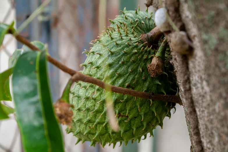 a tree that has some green fruit on it