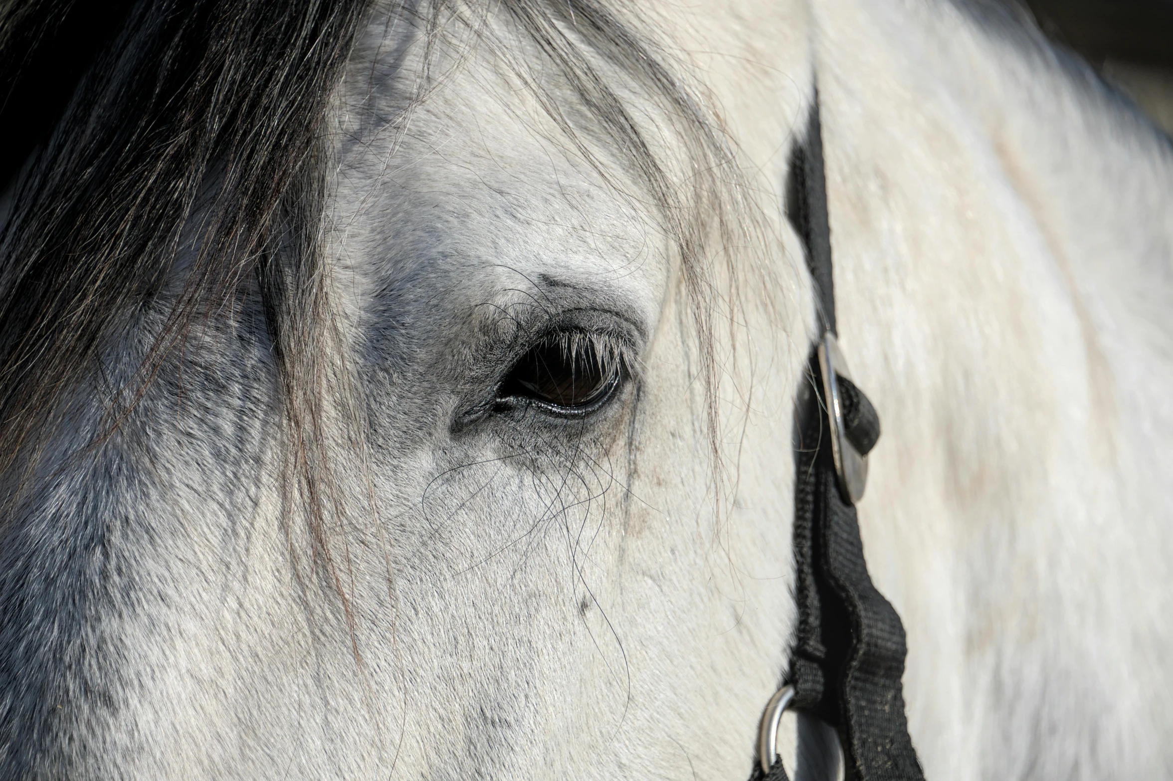 close up view of the eye of a white horse