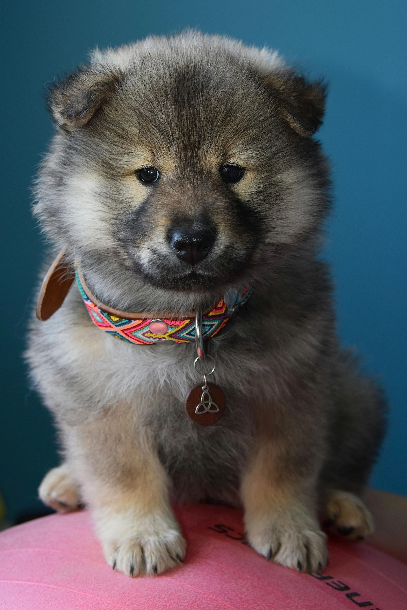 a close up of a dog on a pillow