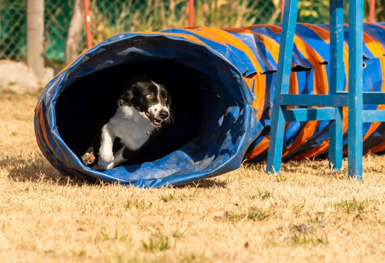 there is a dog in a tube in the grass