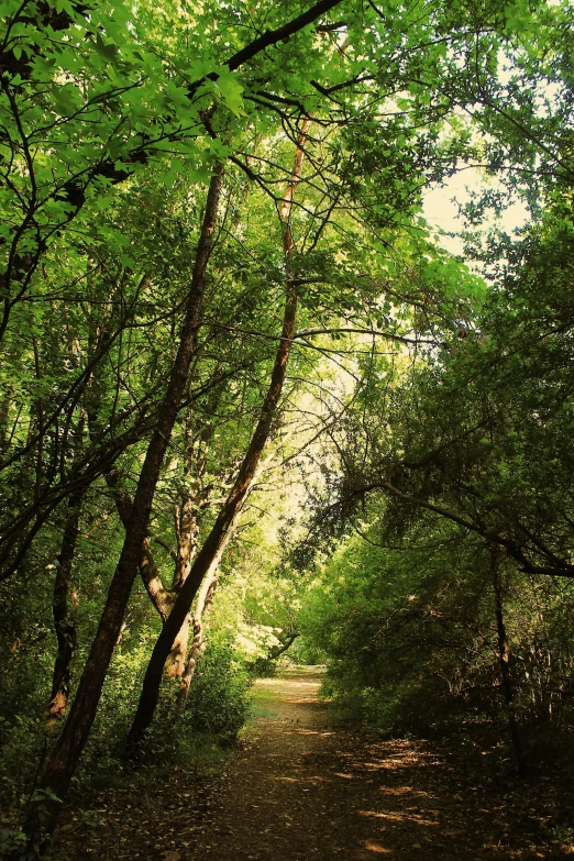 a path through some thick green trees in the woods