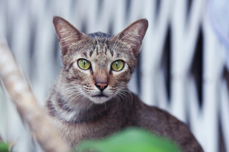 a cat sitting in a tree looking straight ahead