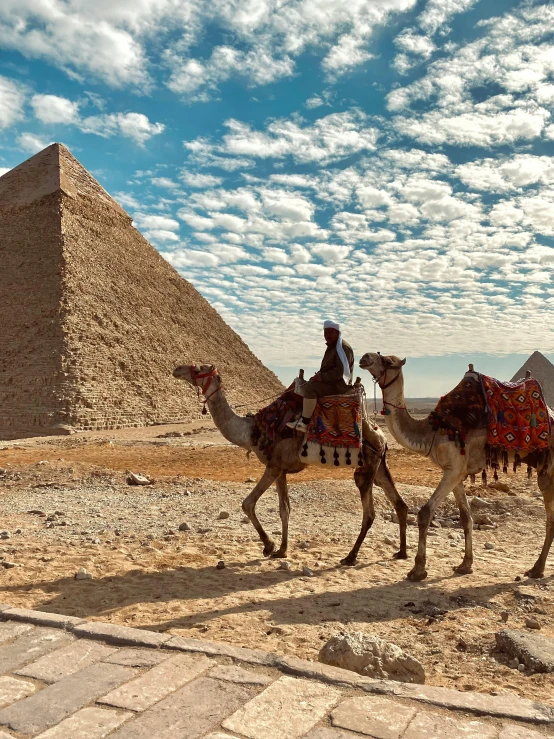 two camels being lead in front of a pyramid