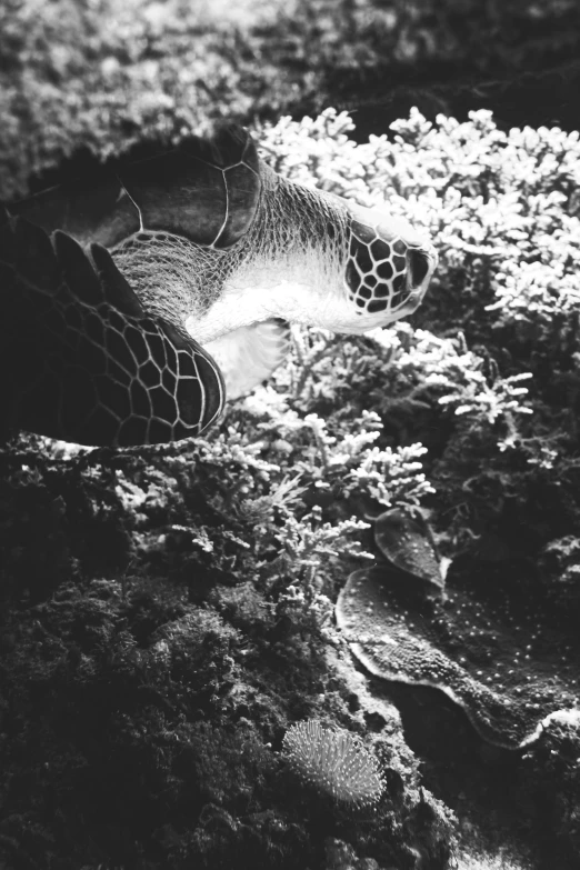 black and white po of a turtle in water