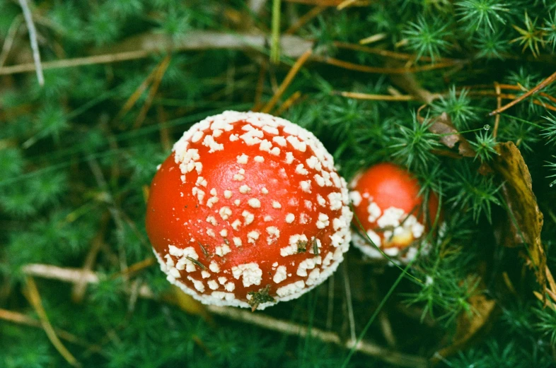 two mushrooms that are on the grass together