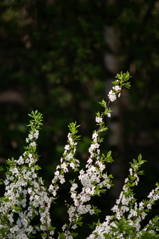 some white flowers on a tree and the bark