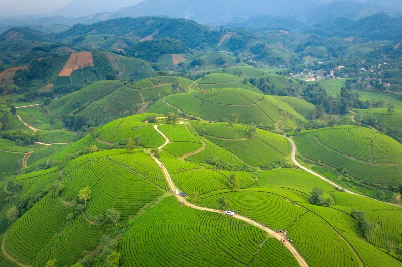 aerial view of green tea plants in the countryside