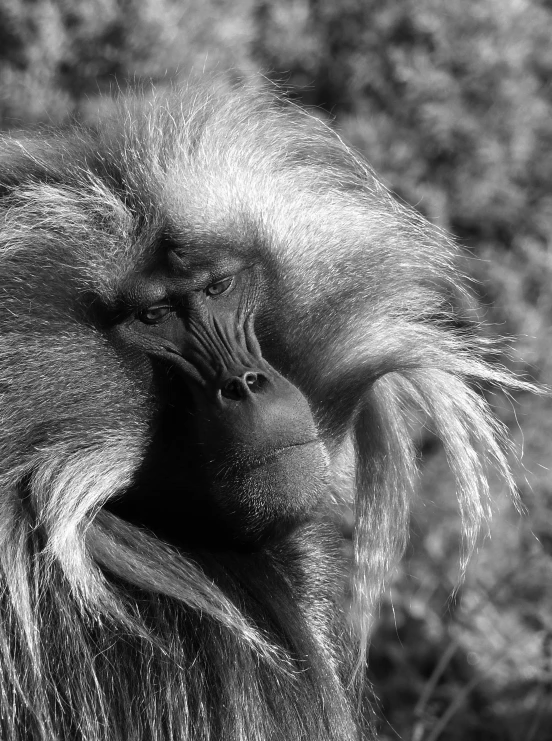 the black and white image shows a monkey's face