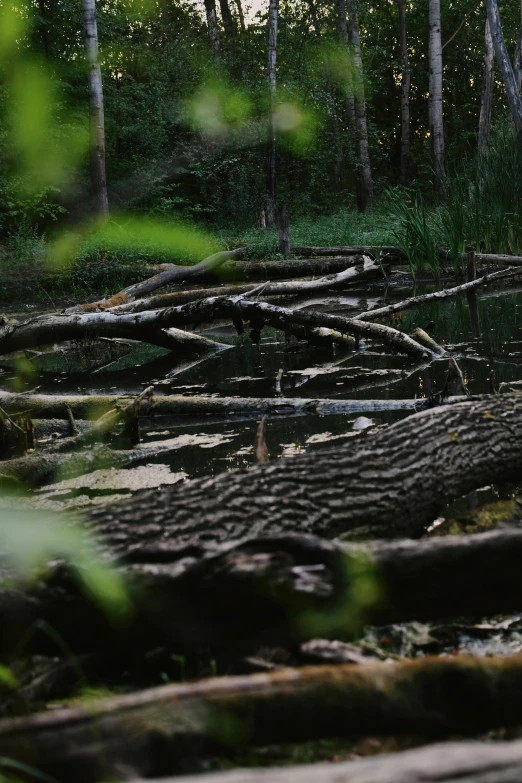 a tree that is fallen in the water