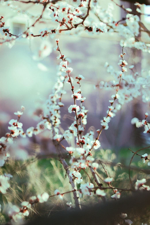 white flowers are in bloom on a tree nch