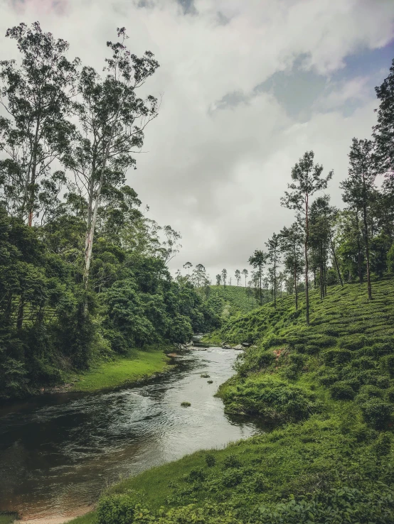 a stream in the middle of a green forest