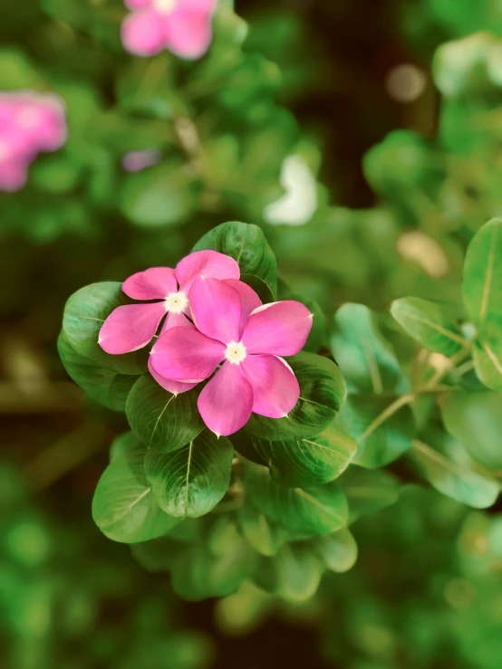 a group of flowers with green leaves on them