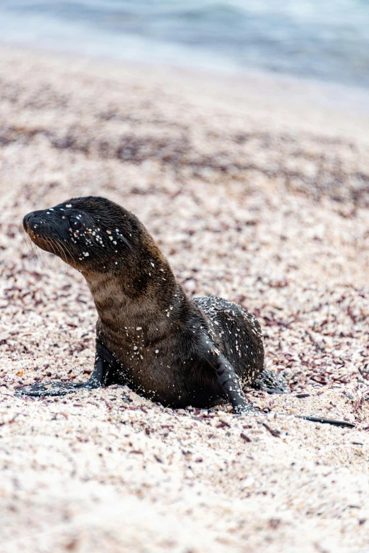 a seal laying on a sandy beach next to water