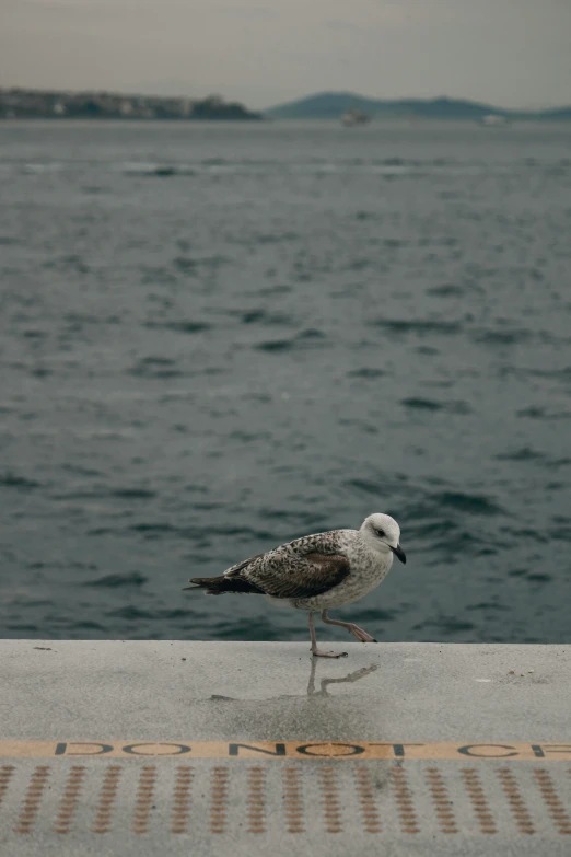 small bird standing on concrete near the water