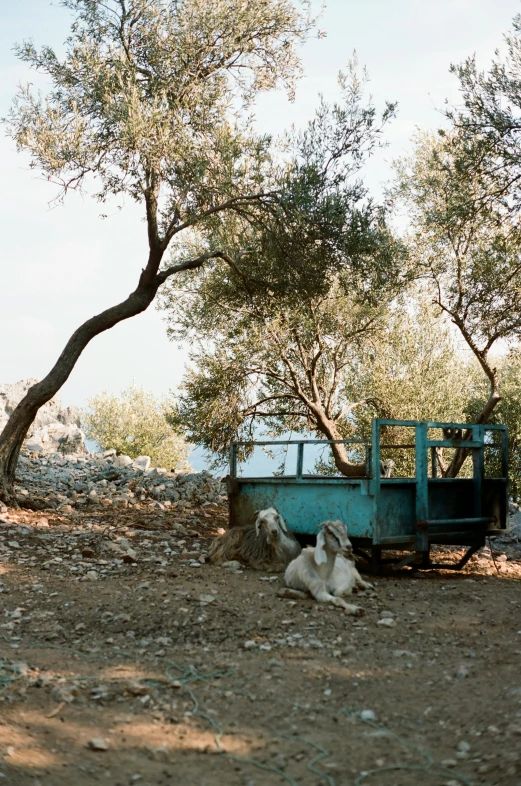 a dog and a duck laying on top of a dirt field