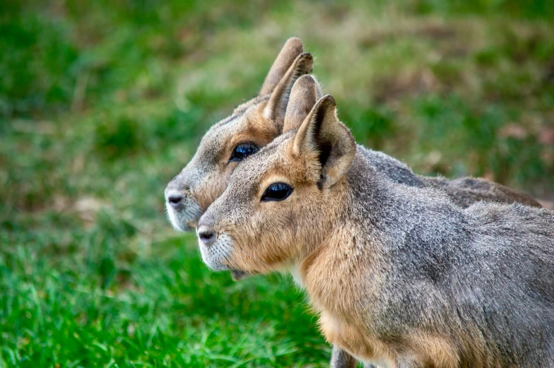 a baby goat with horns is in a grassy field