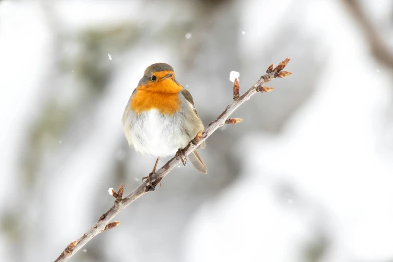 small orange and grey bird sitting on top of a twig