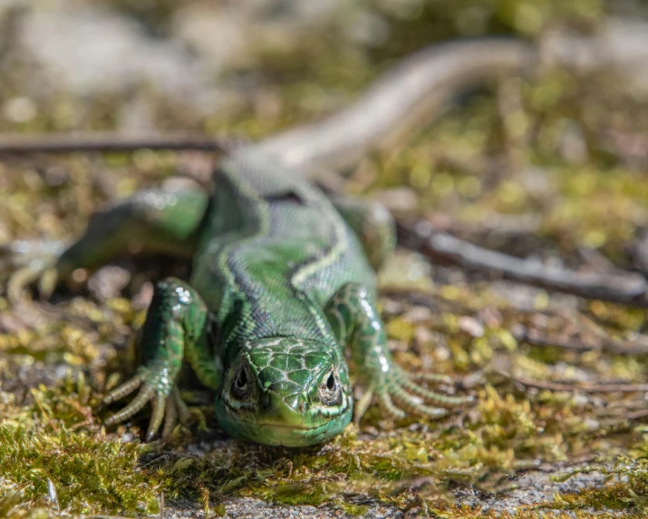 a small lizard with black and green stripes in grass