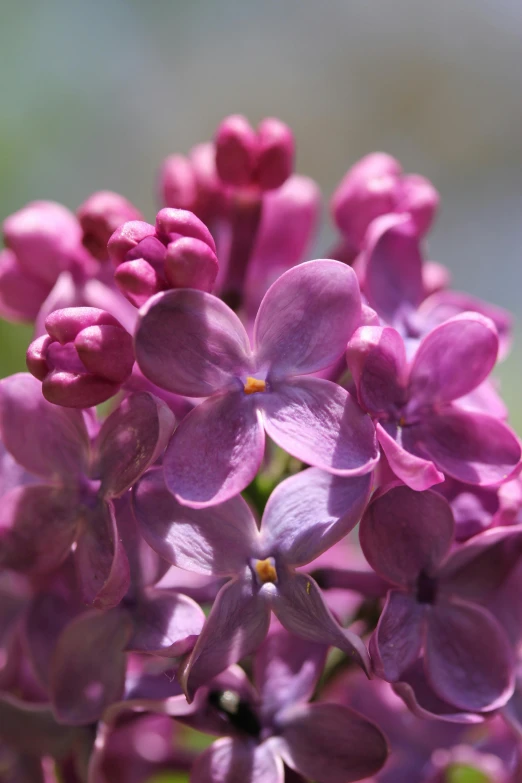 close up of a cluster of purple flowers