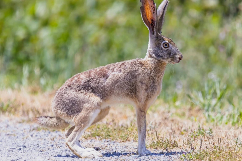 a big brown bunny with a long ears