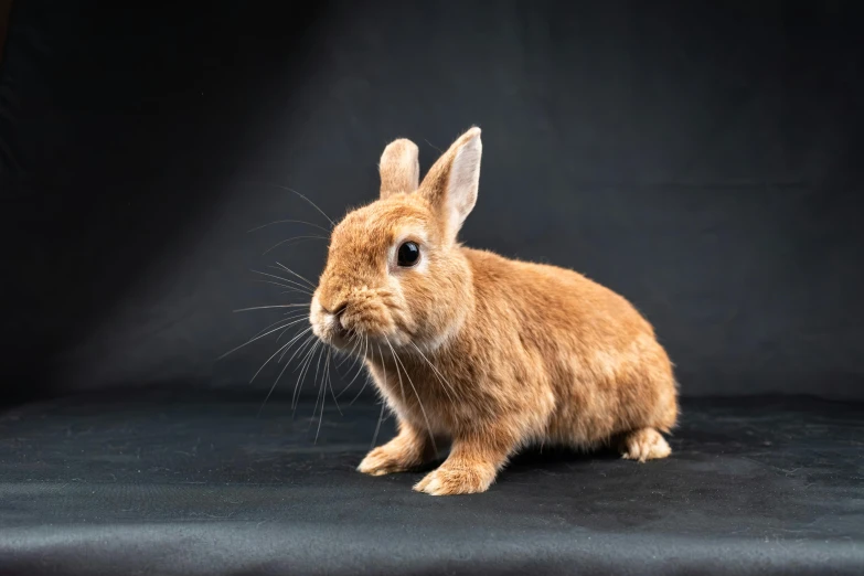 the small bunny has long ears, and is sitting down